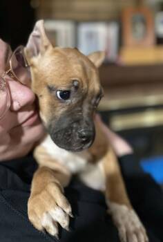 American Bulldog Dogs Available for Adoption - Fv Litter Indie | PetCurious