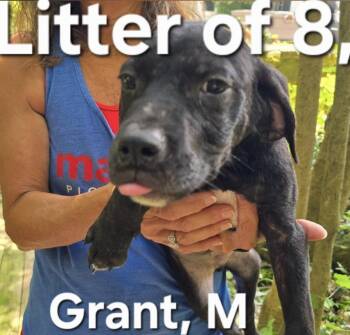 Grant -  Labrador Retriever and Mixed Breed Dog for Adoption in Parma, Ohio - Grant | PetCurious