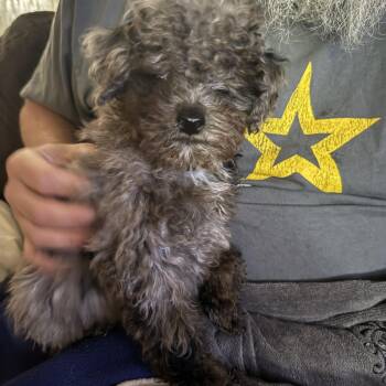 Miniature Poodle Dogs Available for Adoption - Brody  | PetCurious