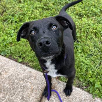 Labrador Retriever Dogs Available for Adoption - Gopher | PetCurious