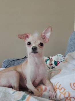 Lucy -  Chihuahua Dog for Adoption in Minneapolis, Minnesota - Lucy | PetCurious