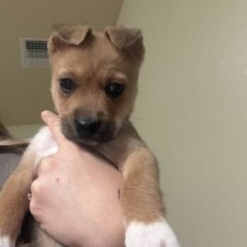 Rescue Labrador Retriever Dogs for Adoption in San Antonio, Texas - Poppy | PetCurious