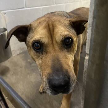 Rescue Mixed Breed Dogs for Adoption in Summerville, South Carolina - Lulu | PetCurious