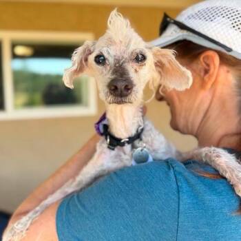 Eustace -  Maltese Dog for Adoption in Ramona, California - Eustace | PetCurious