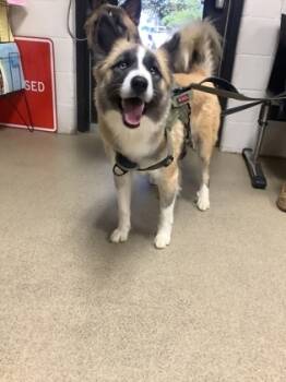 Rescue Husky and Great Pyrenees Dogs for Adoption in Fort Worth, Texas - BELLA | PetCurious