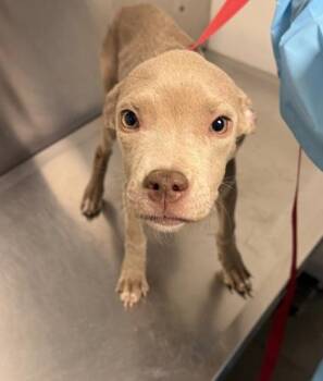 Gemini -  Pit Bull Terrier and Mixed Breed Dog for Adoption in Fresno, California - Gemini | PetCurious