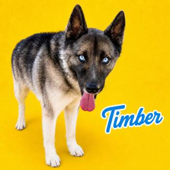Timber -  Husky and Mixed Breed Dog for Adoption in Scottsdale, Arizona - Timber | PetCurious
