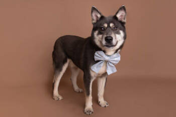Rescue Husky and Shiba Inu Dogs for Adoption in Greenville, South Carolina - Tommy | PetCurious