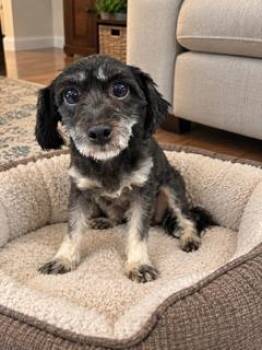 Daisy -  Schnoodle Dog for Adoption in Tifton, Georgia - Daisy | PetCurious