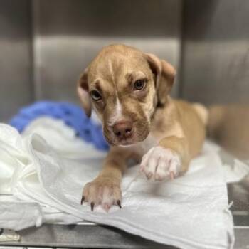 Brownie -  Labrador Retriever and Mixed Breed Dog for Adoption in Morton Grove, Illinois - Brownie | PetCurious