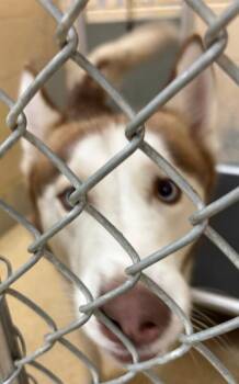 Reily -  Husky Dog for Adoption in Cincinnati, Ohio - Reily | PetCurious