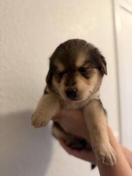 Anatolian Shepherd and Great Pyrenees Dogs Available for Adoption - Eugene | PetCurious