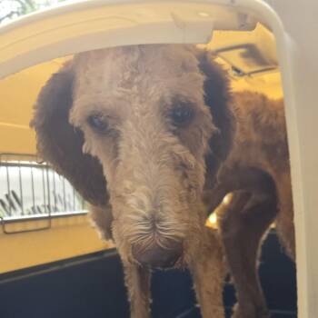 Daxter -  Mixed Breed Dog for Adoption in Leander, Texas - Daxter | PetCurious