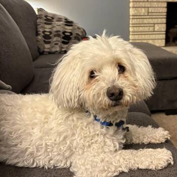 Miley -  Mixed Breed Dog for Adoption in Murray, Utah - Miley | PetCurious