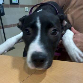 Archie -  Mixed Breed Dog Available for Adoption in Winston-salem, North Carolina - Archie | PetCurious
