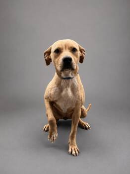 Leana -  Labrador Retriever Dog for Adoption in Plaquemine, Louisiana - Leana | PetCurious