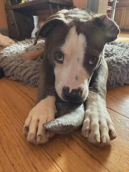 Matcha -  Mixed Breed and American Staffordshire Terrier Dog for Adoption in Pleasant Ridge, Michigan - Matcha | PetCurious