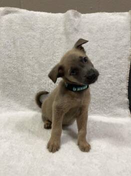 Hallowed Harvest - Jarrahdale - Located in Florida -  Belgian Shepherd Malinois Dog for Adoption in Imlay City, Michigan - Hallowed Harvest - Jarrahdale - Located In Florida | PetCurious