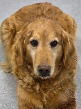 Golden Retriever Dogs Available for Adoption - Katie | PetCurious