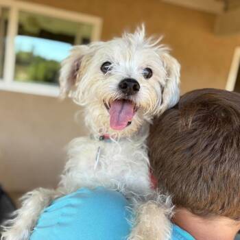 Gus Arlington -  Terrier Dog for Adoption in Ramona, California - Gus Arlington | PetCurious