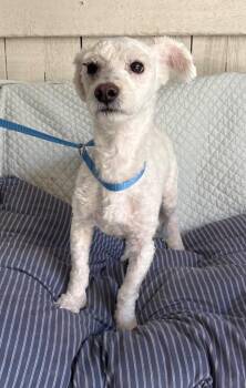 Zuko -  Poodle Dog for Adoption in Fort Worth, Texas - Zuko | PetCurious