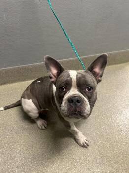 American Bulldog and Mixed Breed Dogs Available for Adoption in Las Vegas, Nevada - QUEEN BEE | PetCurious