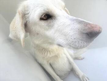 Husky and Mixed Breed Dogs Available for Adoption in Houston, Texas - A654798 | PetCurious