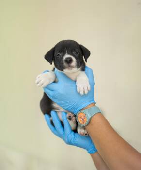 Lila -  American Bully Dog for Adoption in Lucedale, Mississippi - Lila | PetCurious