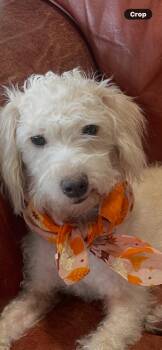 Teddy Bear -  Poodle and Maltese Dog for Adoption in New Braunfels, Texas - Teddy Bear | PetCurious