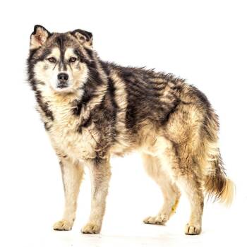 Gordo -  Husky Dog for Adoption in Reno, Nevada - Gordo | PetCurious