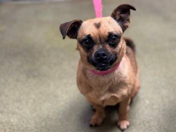 Pug Dogs Available for Adoption in San Marcos, California - SAVE ME PLEASE Patti A550897 | PetCurious