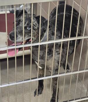 Stray -  Catahoula Leopard Dog Dog for Adoption in Highland Village, Texas - Stray | PetCurious