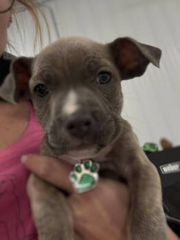 Rescue Pit Bull Terrier Dogs for Adoption in Grafton, Ohio - Peppermint Patty | PetCurious