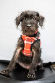 Bart Simpson -  Terrier Dog for Adoption in Mundelein, Illinois - Bart Simpson | PetCurious