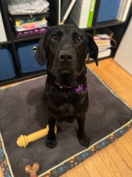 Rescue Black Labrador Retriever Dogs for Adoption in Aiken, South Carolina - Kammie | PetCurious