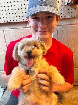 Chase -  Shih Tzu Dog for Adoption in Saint James, Minnesota - Chase | PetCurious