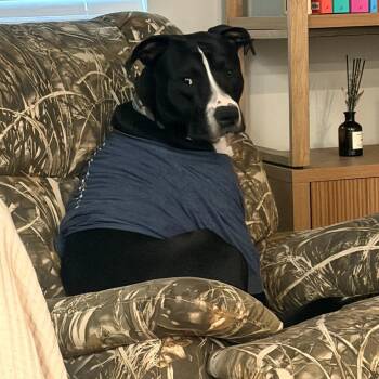 Pit Bull Terrier and Staffordshire Bull Terrier Dogs Available for Adoption in Rossville, Georgia - Doug | PetCurious