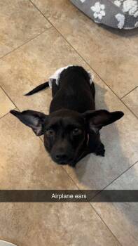 Callie -  Dachshund Dog for Adoption in Watertown, Connecticut - Callie | PetCurious