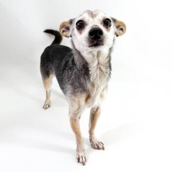 Chihuahua Dogs Available for Adoption in Scottsdale, Arizona - Harrison | PetCurious