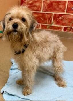 Cairn Terrier Dogs Available for Adoption - Cooper | PetCurious