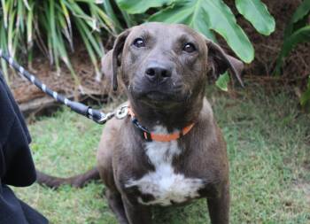 Buck -  Retriever and Mixed Breed Dog for Adoption in Brunswick, Georgia - Buck | PetCurious