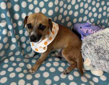 Chihuahua Dogs Available for Adoption in Cedartown, Georgia - Sparky | PetCurious