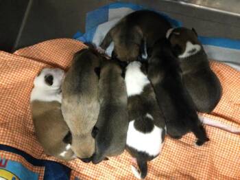 Pit Bull Terrier and Mixed Breed Dogs Available for Adoption in Thousand Palms, California - A1915860 | PetCurious