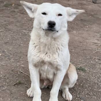 Rescue Mixed Breed Dogs for Adoption in Moab, Utah - Smokey | PetCurious