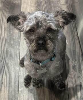 Yorkie Poo Dogs Available for Adoption in Flossmoor, Illinois - Gus | PetCurious