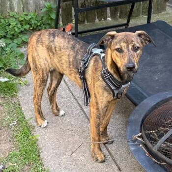 Swiss -  Mountain Cur and Labrador Retriever Dog for Adoption in Philadelphia, Pennsylvania - Swiss | PetCurious