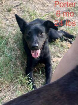 Porter -  Dutch Shepherd Dog for Adoption in Welling, Oklahoma - Porter | PetCurious