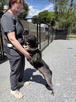 Hound Dogs Available for Adoption in Elmsford, New York - Gene Simmons Available 5/1 | PetCurious