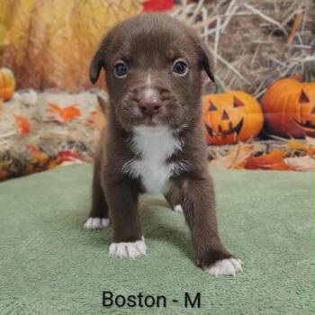 Rescue Labrador Retriever and Hound Dogs for Adoption in Griswold, Connecticut - Boston | PetCurious