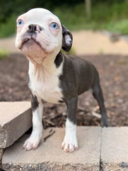 Stitch -  Boston Terrier Dog for Adoption in North Freedom, Wisconsin - Stitch | PetCurious